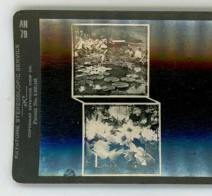 AN79 Seerosen & Heuschrecken Java & Indien Augentraining Keystone Stereoansicht - Bild 1 von 3