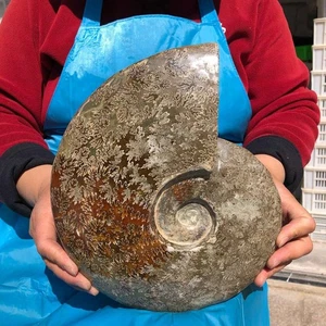 Hermosa caracola fósil de amonita grande natural de 7,98 lb muestra de cristal de curación - Imagen 1 de 14