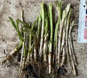 20 Bare Root (leaves Trimmed Off) Jerusalem Artichoke Sunchoke - Picture 1 of 1