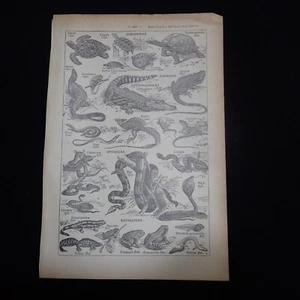 Antique Illustration - Reptiles - French c1913 - Vintage - Picture 1 of 4