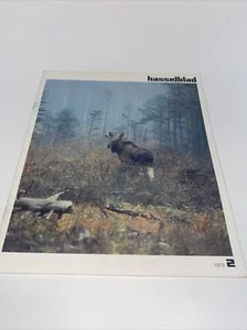 Revista Hasselblad 1973 Vol. Libro sueco de fotografía de vida silvestre de 33 páginas 2 - Imagen 1 de 10