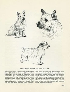 NORWICH TERRIER VINTAGE 1963 HUND DRUCK SKIZZE SEITE KÜNSTLER BRIDGET OLERENSHAW - Bild 1 von 1