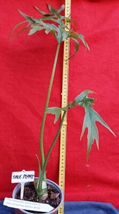 PHILODENDRON Warscewiczii -#1 Rare Species - Lovely dendritic leaves in maturity - Picture 1 of 5