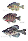 Sunfish Poster, Sunfish, Bluegill, Crappie, Fishing