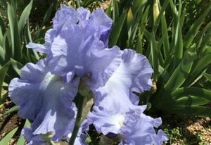 Classic Blue Bearded Iris : 5 Rhizomes For $70 Free Postage - Picture 1 of 1