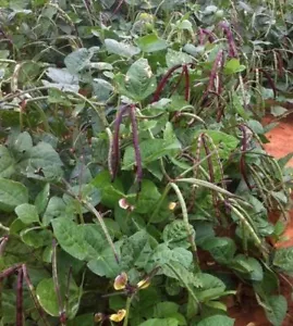 Big Boy Purple Hull Cowpea Seed - Southern Peas Field Pea Seeds (0.50oz to 4oz) - Picture 1 of 3