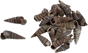 Bolsa de conchas marinas surtidas artesanales Rhino Shells .5-1" (1 kilo) - Imagen 1 de 1