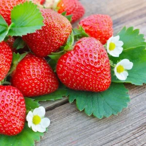 Strawberry Plants Live Bare Root 20+ Live Plants June Bearing - Picture 1 of 4