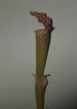 Pianta carnivora, incrocio di Sarracenia, PIANTA VIVA (taglia M) + guida