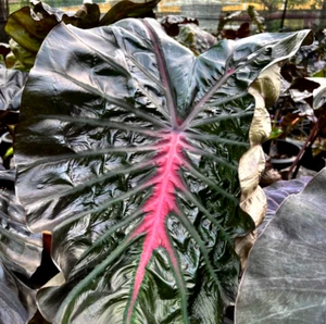 Colocasia Corazón Meñique Esculenta Especie RARA Nueva HB Oreja de Elefante + Phyto Cert - Imagen 1 de 12