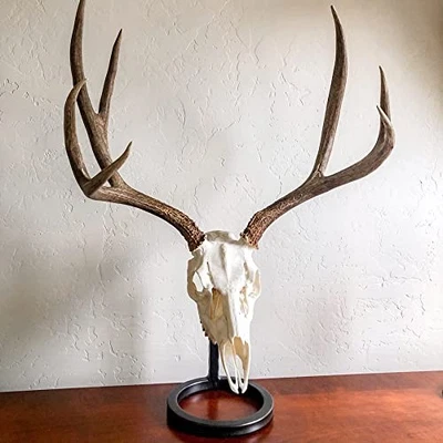 Table Bracket European Skull Hanger Mount Kit - for Whitetail and Mule Deer S... - Image 1 of 4