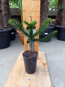 Araucaria Araucana Schmucktanne Chilenische Tanne Pflanze 40-50cm Araukarie