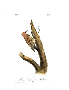 Audubon Specht (6 Stück) 10x8 klein und doch schön! - Bild 1 von 6