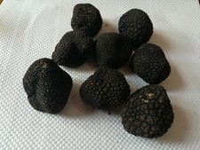 TARTUFO NERO UNCINATO FRESCO Umbria 200 gr Tartufi Umbri Freschi TUBER UNCINATUM
