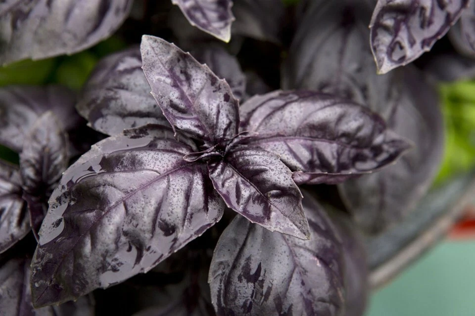 Dark Opal Basil Seeds, NON-GMO, Purple Basil, FREE SHIPPING - Image 1 of 2
