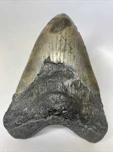 Megalodon Shark Tooth 6.17 inch Giant - Natural Fossil - Authentic - Real 14858 - Picture 1 of 8