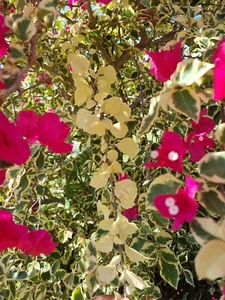 Bougainvillea Red Variegated With Albino Plant Cutting X 3 - Picture 1 of 1