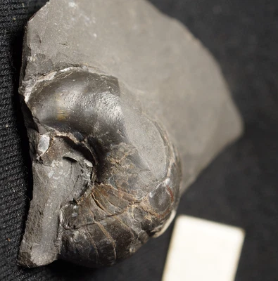 Rare Carboniferous european Nautuloid Cephalopod fossil Liroceras gavendii ! - Image 1 of 4