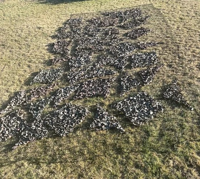 Genuine British Army Camouflage Camo Net 3 X 6.5m Netting Military Den LN - Image 1 of 4