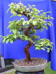 BONSAI-alte chinesische Quitte 38 Jahre 93 cm Pseudocydonia sinensis - Bild 1 von 5