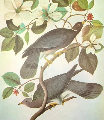 John James Audubon Birds BAND-TAILED PIGEON Vintage Art Book Plate 144 - Image 1 of 3
