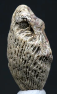 HORN CORAL FOSSIL Mineral Natural Fossilized Ocean Vintage Specimen Rock Sample - Picture 1 of 4