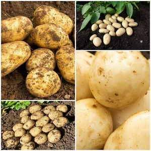 Seed Potatoes Autumn Planting Crop Christmas Easy To Grow Your Own 10 x Tubers - Picture 1 of 6