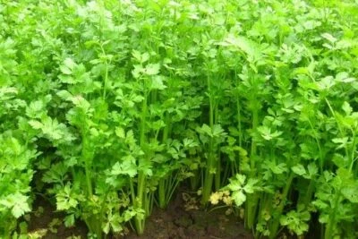 200+ Asian Chinese Celery Seeds Khan Chou Cool Weather Herb | Non-GMO | Free S/H - Image 1 of 2