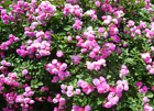 100 roses grimpantes colorées graines rosier Changmi rose multiflore fleurs de jardin