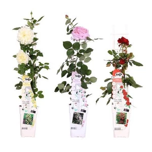 Rosen Mix - ↨65cm - Ø15cm - 3 Stück - Bild 1 von 7