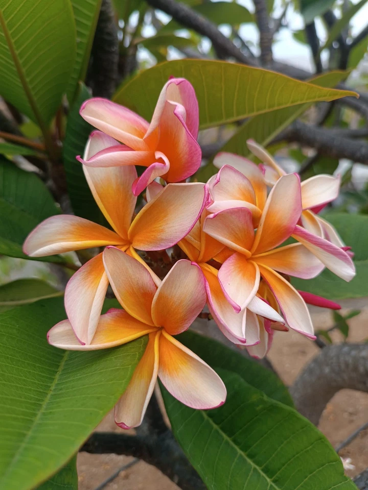 Plumeria Naranja  Tallo Sin Raíz - Imagen 1 de 2