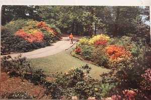 Scenic Rhododendrons Postcard Old Vintage Card View Standard Souvenir Postal PC