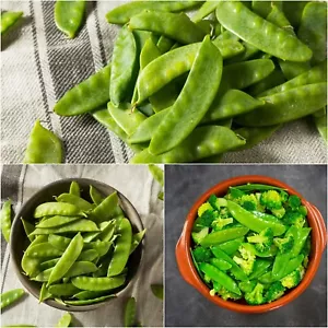 SNOW PEA Mammoth Melting 25+ Seeds HEIRLOOM WINTER Vegetable Garden snowpea PEAS - Picture 1 of 5