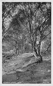 br109881 Meanwood Woods Leeds foto real Reino Unido - Imagen 1 de 2