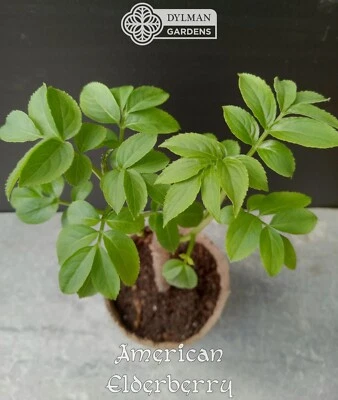 American Elderberry Plant - Sambucus canadensis - Live Plant 4 to 6 inches - Image 1 of 4