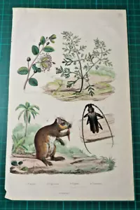 Maus, Kapernstrauch, Holzkäfer, altkolorierter Stahlstich von 1835 aus E. Guerin - Bild 1 von 3