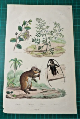 Maus, Kapernstrauch, Holzkäfer, altkolorierter Stahlstich von 1835 aus E. Guerin - Bild 1 von 3