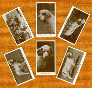 CLUMBER SPANIEL SET OF SIX NAMED DOG COLLECTABLE TRADE CARDS GREAT GIFT - Picture 1 of 1