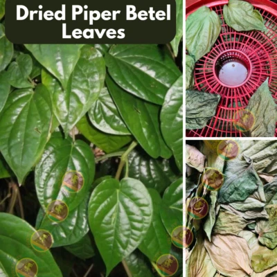 PURE Organic Dried Piper Betel Leaves 100% Natural Herbal - 25–500 Whole CEYLON