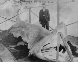 Shark Caught In Pacific Ocean Vintage 8x10 Reprint Of Old Photo - Picture 1 of 1