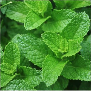 PURE SPEARMINT ESSENTIAL OIL MENTHA SPICATA NATURAL WILD ARTISANAL GRADE1 INDIAN - Picture 1 of 10