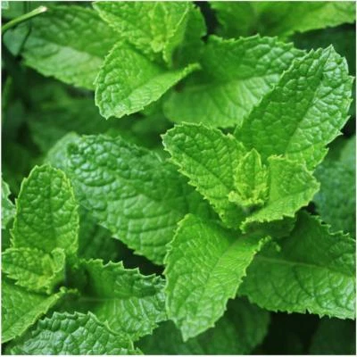 PURE SPEARMINT ESSENTIAL OIL MENTHA SPICATA NATURAL WILD ARTISANAL GRADE1 INDIAN - Image 1 of 3