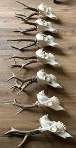 Bulk 4 Roe Deer Roebuck Perfect Deer Skull With Antlers Home Charm Decor Anatomy - Picture 1 of 5