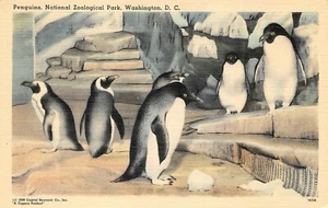 Pinguin der Flug Seevogel National Zoological Park Washington, DC Vintage Postkarte - Bild 1 von 2