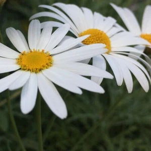 SHASTA DAISY 150+ seeds PERENNIAL flower garden rockery white pots easy cottage - Picture 1 of 2