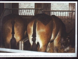 2003 -- MULES PYRENEENNES DE L ECOLE DES MULETS DE MERAS £932 - Picture 1 of 1