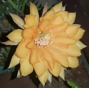 Echinopsis Hybrid Ochre/yellow flower rare live plant own roots cactus free gift - Picture 1 of 6