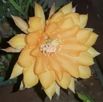 Echinopsis Hybrid Ochre/yellow flower rare live plant own roots cactus free gift - Image 1 of 4