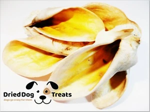 10 Natural White Dried Thick Cow Beef Ears Grade A - FULL, with the auricle! - Picture 1 of 1