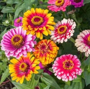 Zinnia Flowers WHIRLYGIG MIXED ZINNIA FLOWER SEEDS Bicolour Mix Zinnia Seeds - Bild 1 von 1